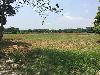 Vacant Agricultural Lot for Sale in Sta. Rita, Pampanga